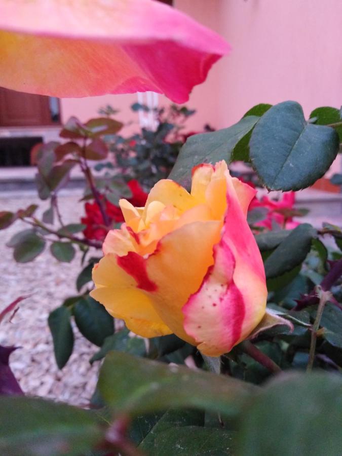 The Roses Garden Bed & Breakfast ลามัดดาเลนา ภายนอก รูปภาพ
