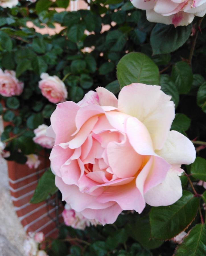 The Roses Garden Bed & Breakfast ลามัดดาเลนา ภายนอก รูปภาพ