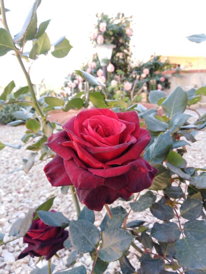 The Roses Garden Bed & Breakfast ลามัดดาเลนา ภายนอก รูปภาพ