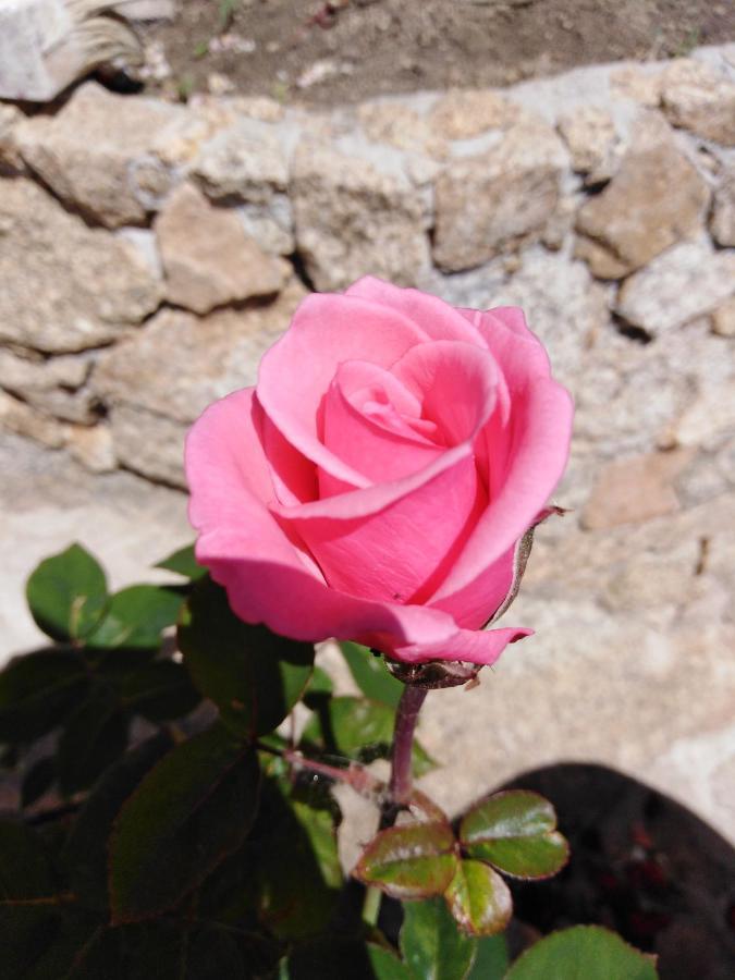 The Roses Garden Bed & Breakfast ลามัดดาเลนา ภายนอก รูปภาพ