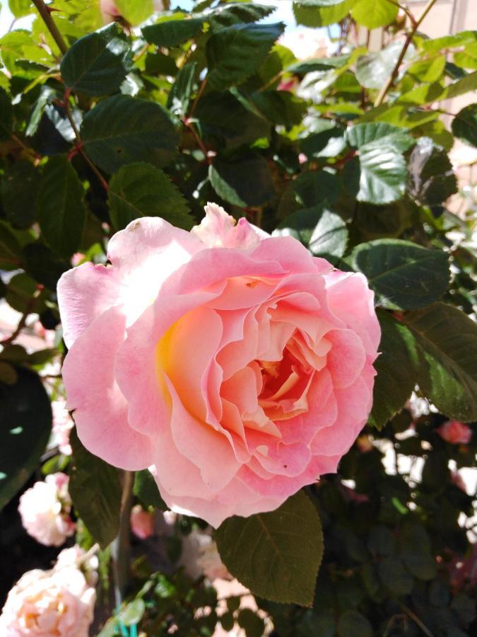 The Roses Garden Bed & Breakfast ลามัดดาเลนา ภายนอก รูปภาพ